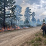 colorado-wildfire-in-august-sparked-by-man’s-attempt-to-cremate-his-dog,-authorities-say