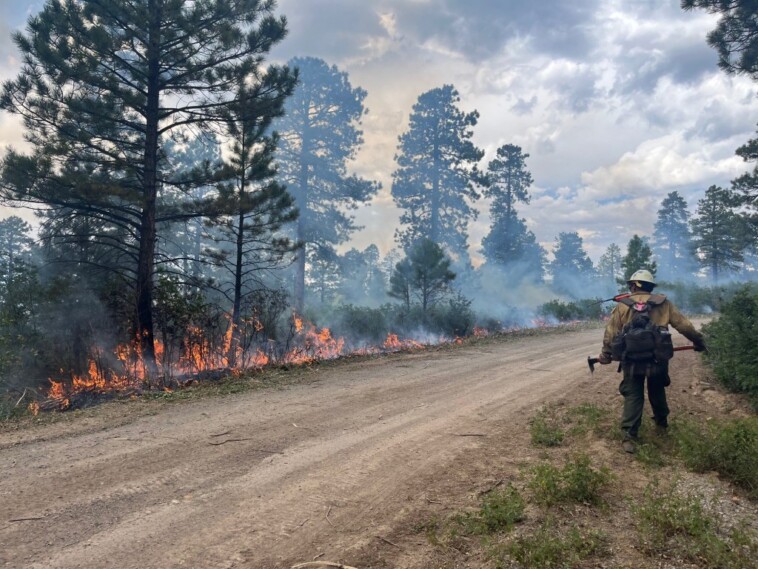 colorado-wildfire-in-august-sparked-by-man’s-attempt-to-cremate-his-dog,-authorities-say