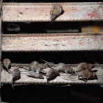 nyc-to-control-rat-population-with-birth-control-pills-instead-of-poison:-saving-‘lots-of-precious-little-lives’