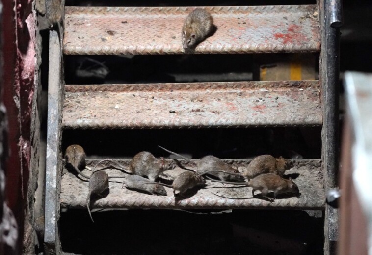 nyc-to-control-rat-population-with-birth-control-pills-instead-of-poison:-saving-‘lots-of-precious-little-lives’