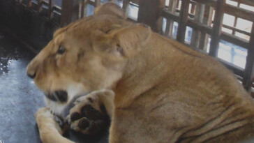 zookeeper-mauled-to-death-by-lion-while-feeding-it-after-leaving-safety-gate-open