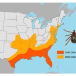 first-human-case-of-tick-borne-disease-in-the-northeast-reported-in-connecticut