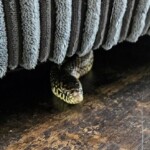 family-shocked-when-strange-snake-emerges-from-couch-while-they’re-watching-tv