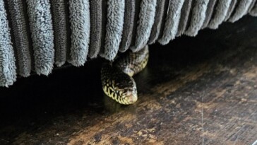 family-shocked-when-strange-snake-emerges-from-couch-while-they’re-watching-tv