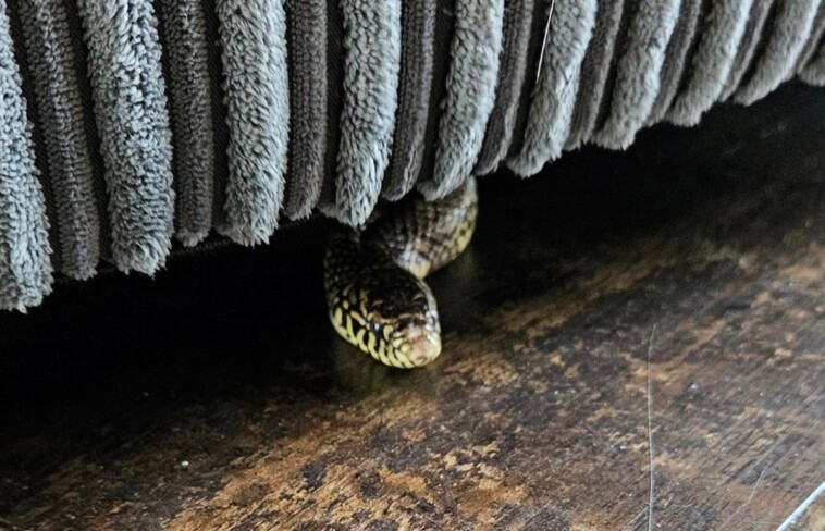 family-shocked-when-strange-snake-emerges-from-couch-while-they’re-watching-tv