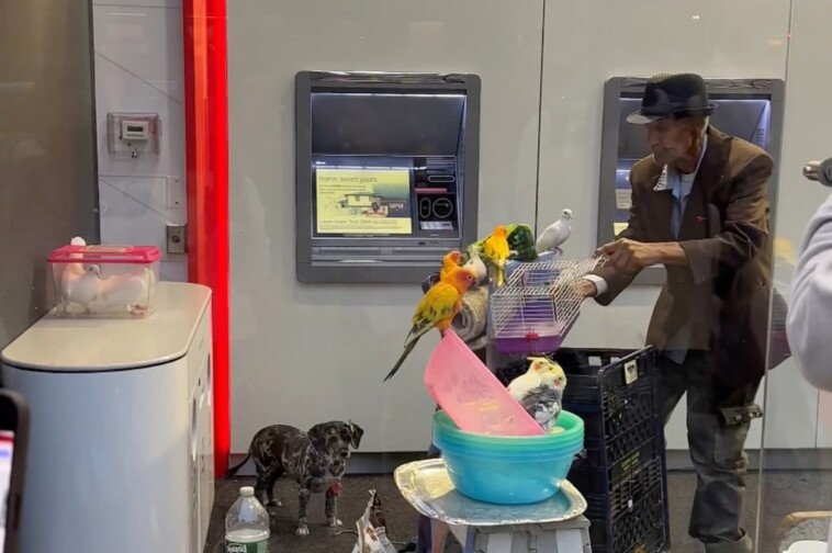 nyc-bank-of-america-lobby-taken-over-by-man-with-makeshift-petting-zoo:-wild-video