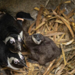 uk-zoo-welcomes-2-endangered-african-penguin-chicks-named-after-oasis’-gallagher-brothers