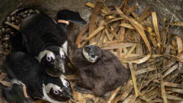 uk-zoo-welcomes-2-endangered-african-penguin-chicks-named-after-oasis’-gallagher-brothers