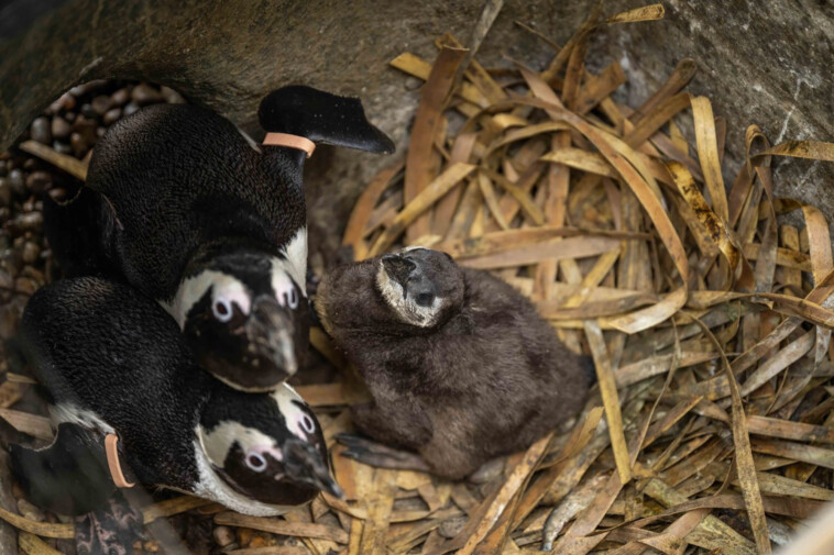 uk-zoo-welcomes-2-endangered-african-penguin-chicks-named-after-oasis’-gallagher-brothers