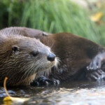 small-town-residents-terrorized-by-ballooning-otter-population-on-fish-killing-spree:-‘i-thought-there-was-a-burglar’