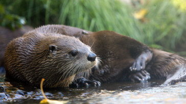 small-town-residents-terrorized-by-ballooning-otter-population-on-fish-killing-spree:-‘i-thought-there-was-a-burglar’