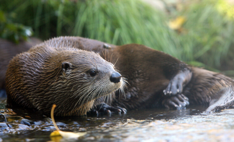 small-town-residents-terrorized-by-ballooning-otter-population-on-fish-killing-spree:-‘i-thought-there-was-a-burglar’