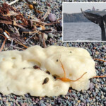 mysterious-white-blobs-spotted-washing-up-on-newfoundland-shores