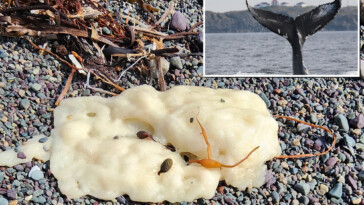 mysterious-white-blobs-spotted-washing-up-on-newfoundland-shores