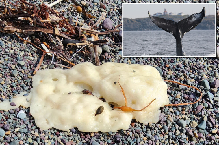 mysterious-white-blobs-spotted-washing-up-on-newfoundland-shores