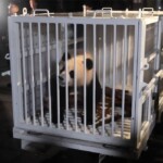 new-panda-pair-finally-arrive-in-dc,-months-after-us-returned-washington-icons-to-china