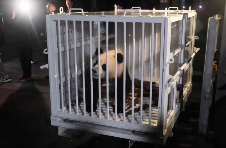 new-panda-pair-finally-arrive-in-dc,-months-after-us-returned-washington-icons-to-china