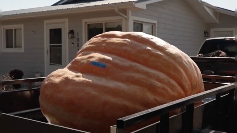 must-see:-firefighter-grows-record-breaking-1-ton-pumpkin