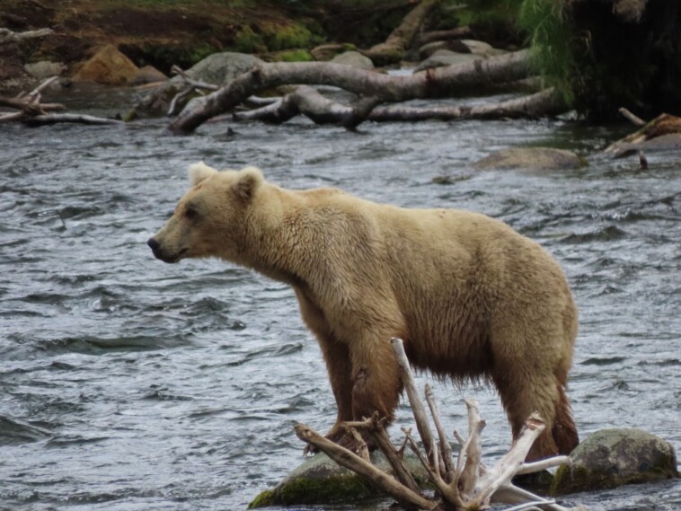 undercooked-bear-meat-left-10-attendees-of-nc-mountain-event-with-face-swelling:-cdc