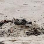 mystery-revealed-after-thousands-of-black-‘tar-balls’-wash-up-on-popular-tourist-beach