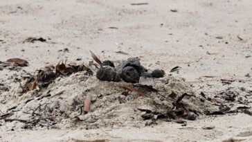 mystery-revealed-after-thousands-of-black-‘tar-balls’-wash-up-on-popular-tourist-beach