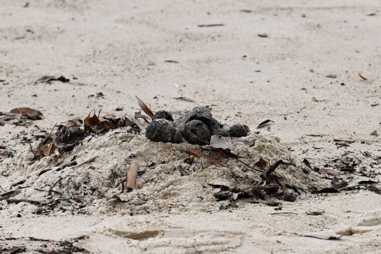 mystery-revealed-after-thousands-of-black-‘tar-balls’-wash-up-on-popular-tourist-beach