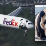 giant-pandas-arrive-at-new-home-in-washington,-dc.-zoo-via-fedex:-‘precious-cargo’