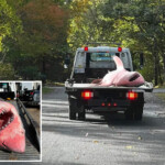 tow-truck-needed-to-haul-away-bloody-remains-of-massive-12-foot-great-white-shark-that-washed-up-on-cape-cod-beach