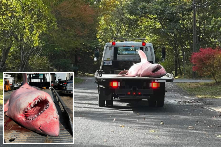 tow-truck-needed-to-haul-away-bloody-remains-of-massive-12-foot-great-white-shark-that-washed-up-on-cape-cod-beach