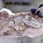 discovery-of-237-million-year-old-fossil-in-brazil-shines-light-on-early-dinosaurs