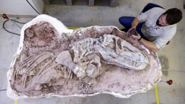 discovery-of-237-million-year-old-fossil-in-brazil-shines-light-on-early-dinosaurs