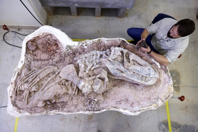 discovery-of-237-million-year-old-fossil-in-brazil-shines-light-on-early-dinosaurs