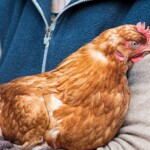 bird-flu-concerns-mount-as-california-reports-more-human-cases