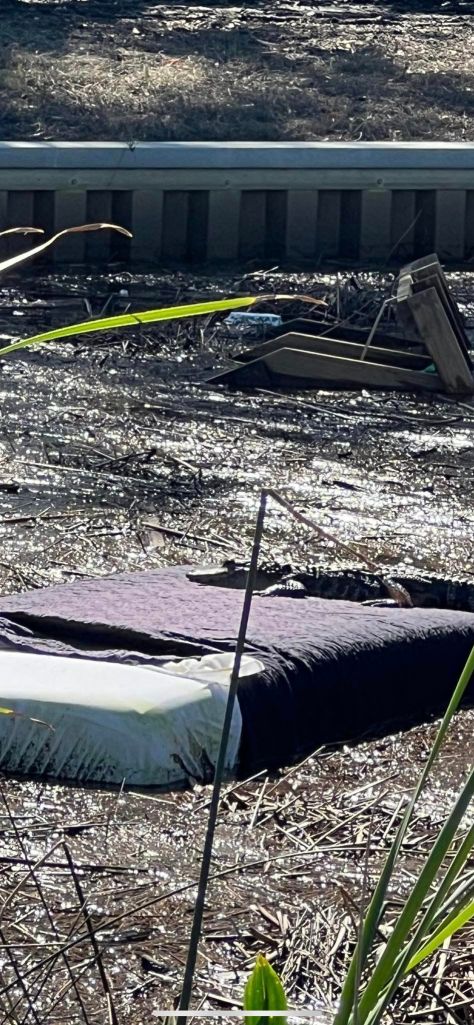 alligator-caught-sunbathing-on-perfectly-made-bed-floating-down-canal-week-after-hurricane-milton