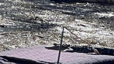 alligator-caught-sunbathing-on-perfectly-made-bed-floating-down-canal-week-after-hurricane-milton