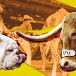 an-oral-history-of-when-bevo-charged-uga-at-the-sugar-bowl