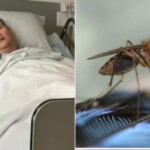 mosquito-bite-puts-dad-through-hell-after-giving-him-nasty-disease,-and-cases-are-rising