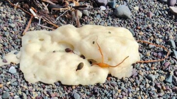 freaky,-‘surprisingly-combustible’-white-blobs-washing-up-on-coast-–-nobody-knows-where-they’re-from-or-what-they-are