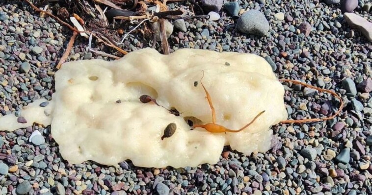 freaky,-‘surprisingly-combustible’-white-blobs-washing-up-on-coast-–-nobody-knows-where-they’re-from-or-what-they-are