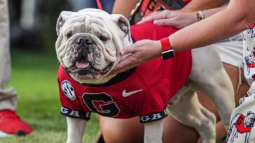 georgia’s-famed-mascot-staying-home-for-team’s-game-vs-texas:-‘crazy-as-hell’