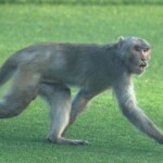 man-lures-6-year-old-girl-to-abandoned-house,-troop-of-monkeys-soon-makes-him-regret-it:-report