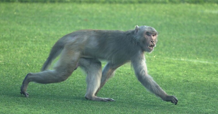 man-lures-6-year-old-girl-to-abandoned-house,-troop-of-monkeys-soon-makes-him-regret-it:-report