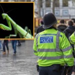 british-police-arrest-praying-mantis-for-public-prayer