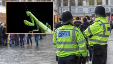 british-police-arrest-praying-mantis-for-public-prayer