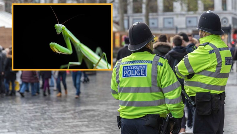 british-police-arrest-praying-mantis-for-public-prayer