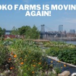 hippie-urban-farmers-to-get-evicted-from-nyc-plot-before-they-can-harvest-crops-—-as-new-luxury-development-breaking-ground