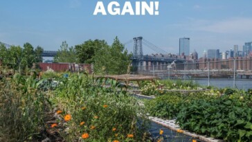 hippie-urban-farmers-to-get-evicted-from-nyc-plot-before-they-can-harvest-crops-—-as-new-luxury-development-breaking-ground