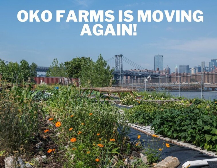 hippie-urban-farmers-to-get-evicted-from-nyc-plot-before-they-can-harvest-crops-—-as-new-luxury-development-breaking-ground