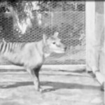 biotech-company-nears-breakthrough-in-the-resurrection-of-the-extinct-tasmanian-tiger