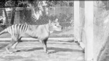 biotech-company-nears-breakthrough-in-the-resurrection-of-the-extinct-tasmanian-tiger